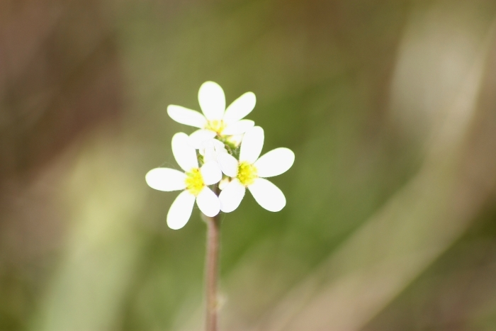 Saxifraga bulbifera